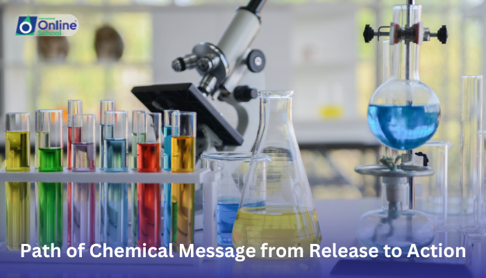 Lesson 03: Path of Chemical Message from Release to Action